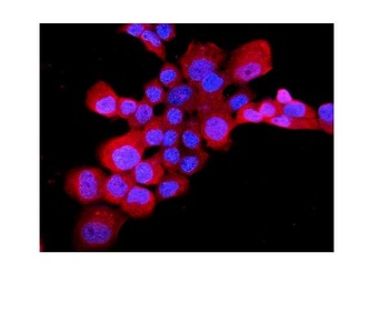 Endothelin B Receptor/EDNRB Antibody