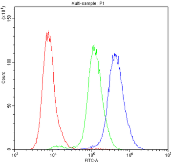 PKC eta/PRKCH Antibody