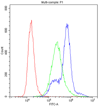 Anti-PKC eta/PRKCH Antibody