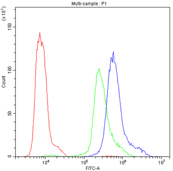 Anti-PKC eta/PRKCH Antibody
