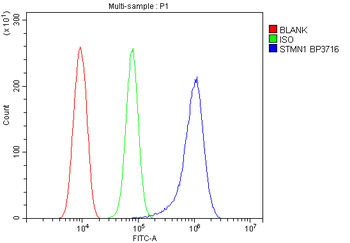Anti-Stathmin 1/STMN1 Antibody