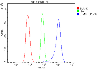 Anti-Stathmin 1/STMN1 Antibody