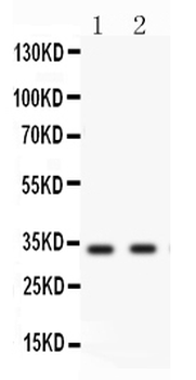 Livin/BIRC7 Antibody