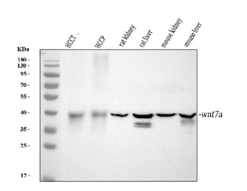 Anti-Protein Wnt-7a Wnt7a Antibody