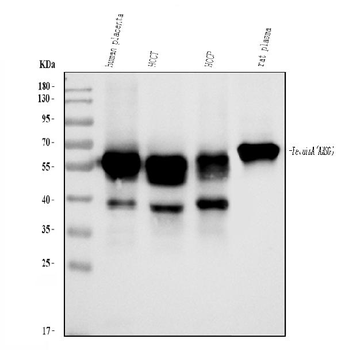 Anti-AHSG Antibody
