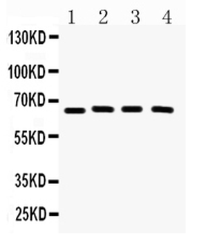 Anti-CRY2 Antibody