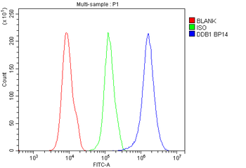 Anti-DDB1 Antibody
