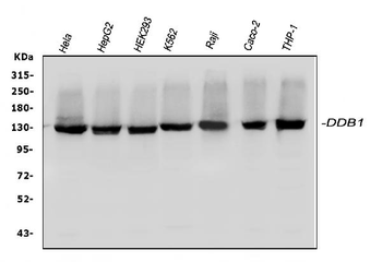 Anti-DDB1 Antibody