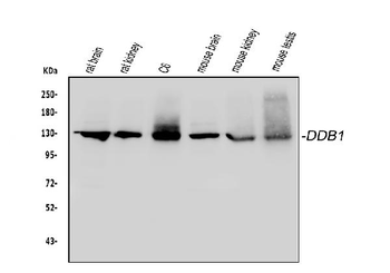 Anti-DDB1 Antibody