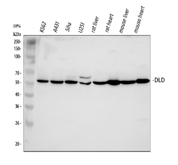 Anti-Lipoamide Dehydrogenase/DLD Antibody