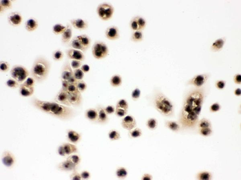 Anti-integrin beta 4 binding protein/EIF6 Antibody