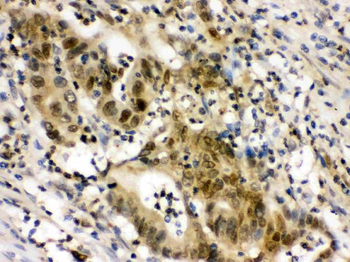 Anti-integrin beta 4 binding protein/EIF6 Antibody