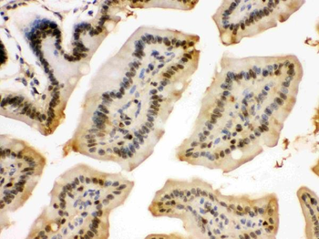 Anti-integrin beta 4 binding protein/EIF6 Antibody
