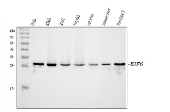 Anti-integrin beta 4 binding protein/EIF6 Antibody
