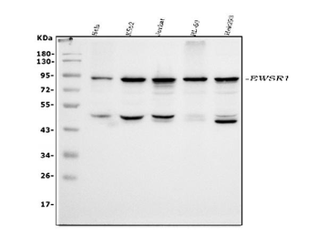 Anti-EWSR1 Antibody