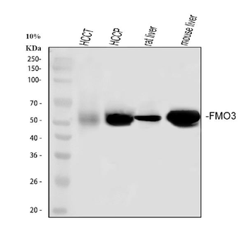 FMO3 Rabbit Polyclonal Antibody