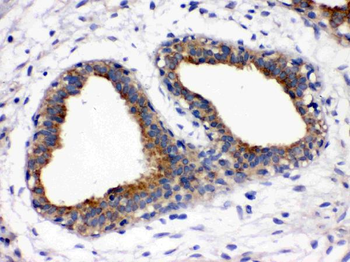 Anti-Galactoside 2-alpha-L-fucosyltransferase 1/FUT1 Antibody