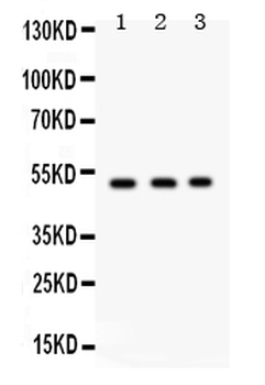 Anti-Galactoside 2-alpha-L-fucosyltransferase 1/FUT1 Antibody