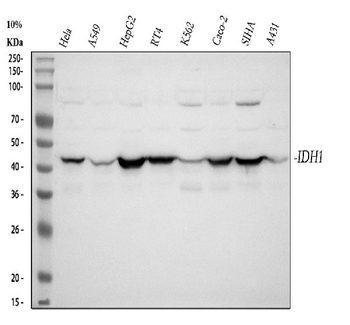 Anti-Isocitrate dehydrogenase/IDH1 Antibody