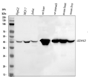 Anti-IDH2 Antibody