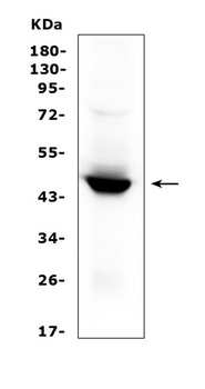 Indoleamine 2, 3-dioxygenase/IDO1 Antibody