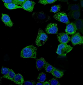 Anti-Indoleamine 2, 3-dioxygenase/IDO1 Antibody