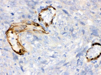 Anti-Indoleamine 2, 3-dioxygenase/IDO1 Antibody