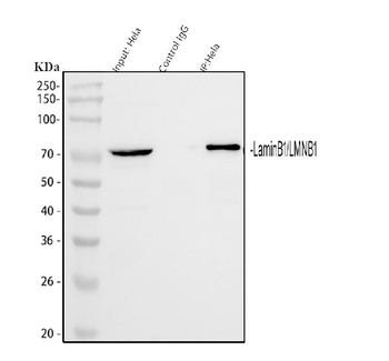 Anti-Lamin B1/LMNB1 Antibody
