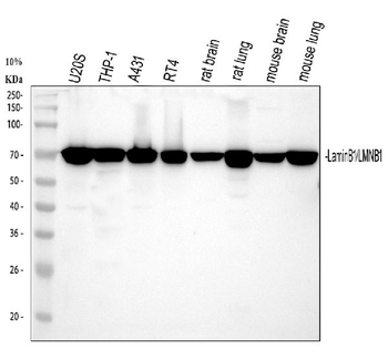 Anti-Lamin B1/LMNB1 Antibody