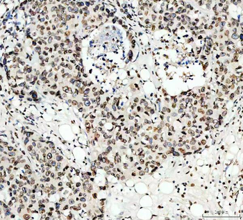 Anti-Lamin B1/LMNB1 Antibody