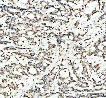 Anti-Lamin B1/LMNB1 Antibody