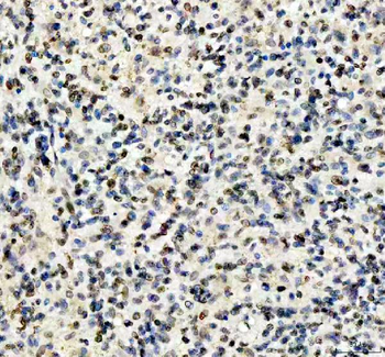 Anti-Lamin B1/LMNB1 Antibody