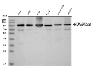 Anti-p95 NBS1/NBN Antibody