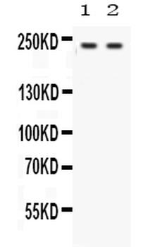 Anti-Otoferlin Antibody