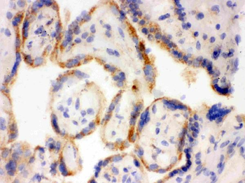 Anti-Surfactant protein D/SFTPD Antibody