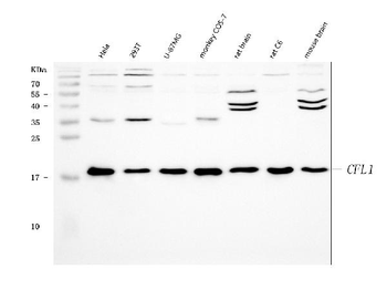 Anti-Cofilin/CFL1 Antibody