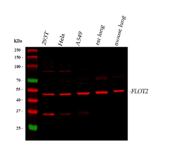 Anti-Flotillin 2/FLOT2 Antibody