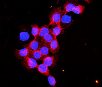 Anti-Flotillin 2/FLOT2 Antibody