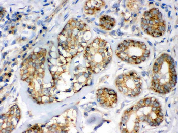 Anti-Flotillin 2/FLOT2 Antibody