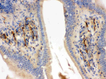 Anti-Flotillin 2/FLOT2 Antibody