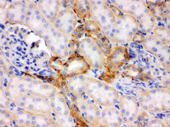 Anti-Flotillin 2/FLOT2 Antibody