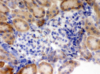 Anti-Flotillin 2/FLOT2 Antibody