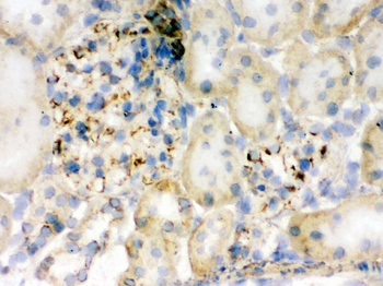 Anti-Flotillin 2/FLOT2 Antibody
