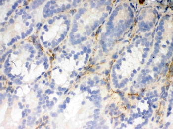 Anti-Flotillin 2/FLOT2 Antibody