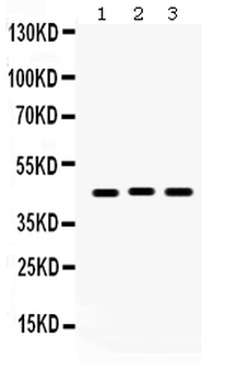 Connexin 45/GJA7/GJC1 Antibody