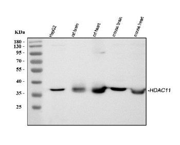 Anti-HDAC11 Antibody