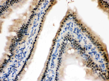 Anti-HINT1 Antibody
