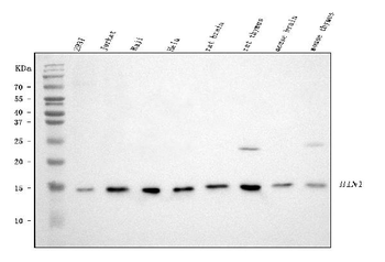 Anti-HINT1 Antibody
