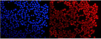Anti-HMG4/HMGB3 Antibody