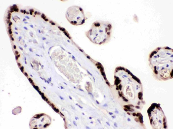 Anti-HMG4/HMGB3 Antibody